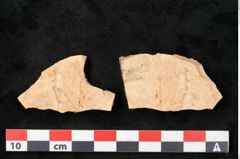 Foto (Detailansicht) von Sequoia langsdorfii (NHMW-GEO-2024-0188-11463)